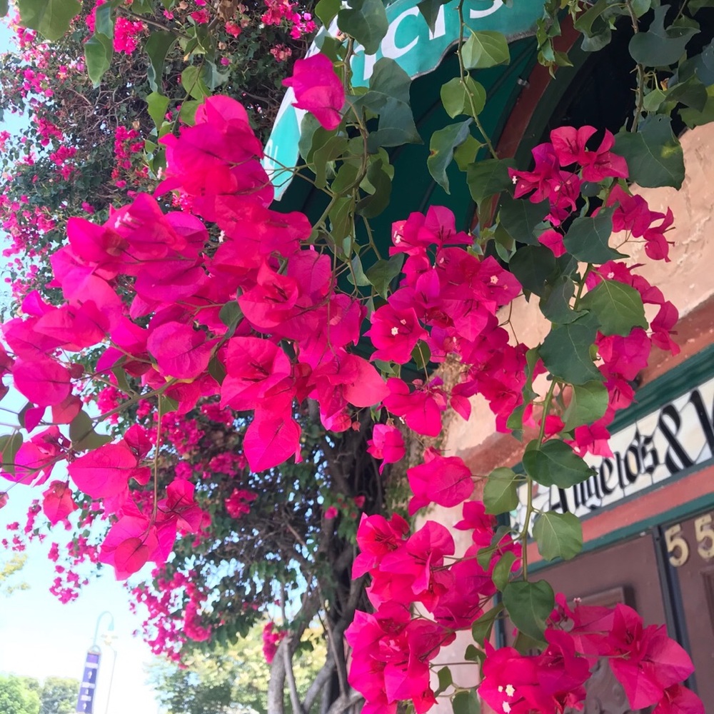 Meet your Posher, Sho